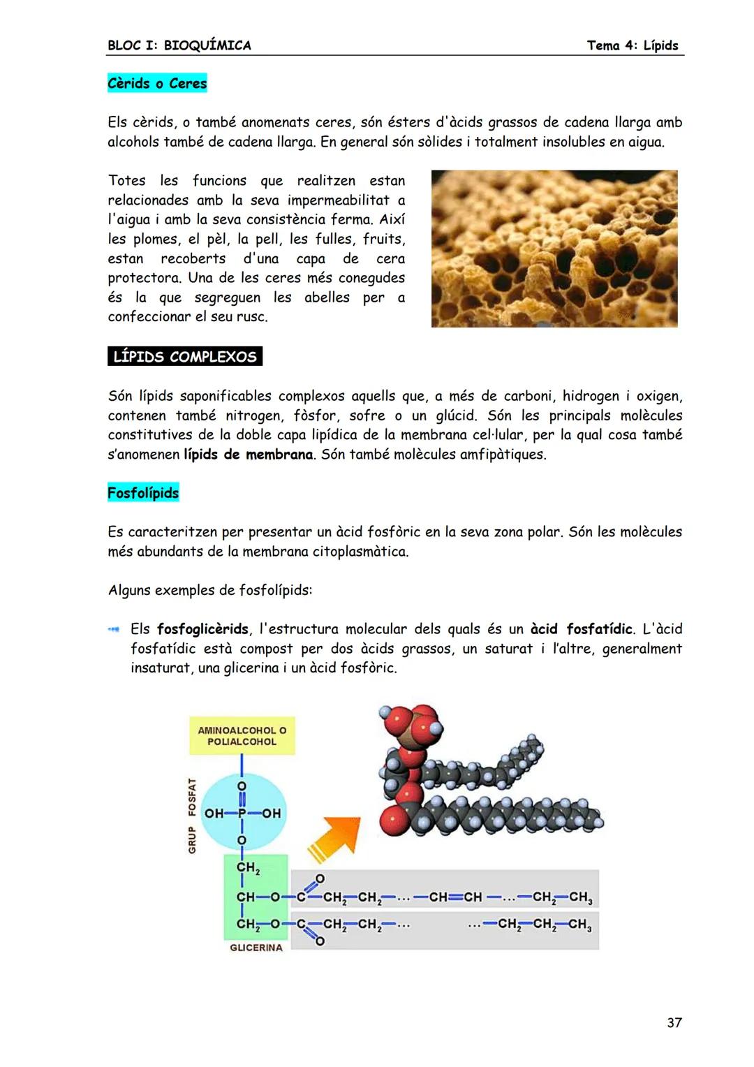 BLOC I: BIOQUÍMICA
Tema 4: Lípids
LÍPIDS
1. CONCEPTE DE LÍPID
Els lípids són biomolècules orgàniques formades bàsicament per carboni, hid