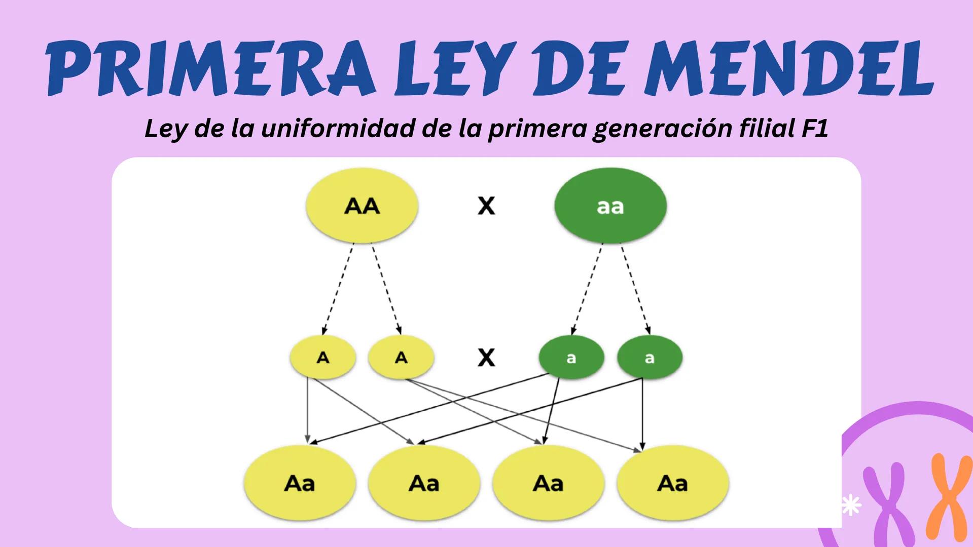 # GENÉTICA
MENDELIANA Y HUMANA # CONCEPTOS
-GEN: Porción de ADN que codifica una
proteína que va a expresar un caracter.
-ALELO: Variante