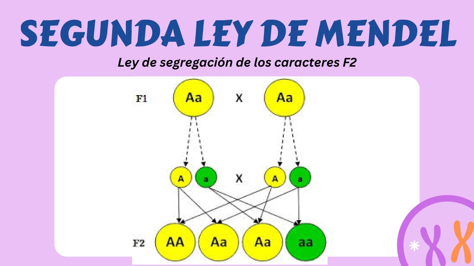 # GENÉTICA
MENDELIANA Y HUMANA # CONCEPTOS
-GEN: Porción de ADN que codifica una
proteína que va a expresar un caracter.
-ALELO: Variante