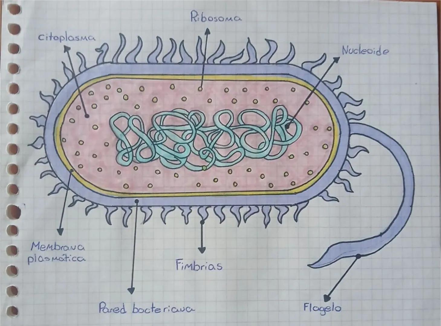 # Ribosoma
# Citoplasma
# Nucleoide
# Membrana plasmatica
# Fimbrias
# Pared bacteriana
# Flagelo Nucleolo
Núcleo 4
Retículo
endopla