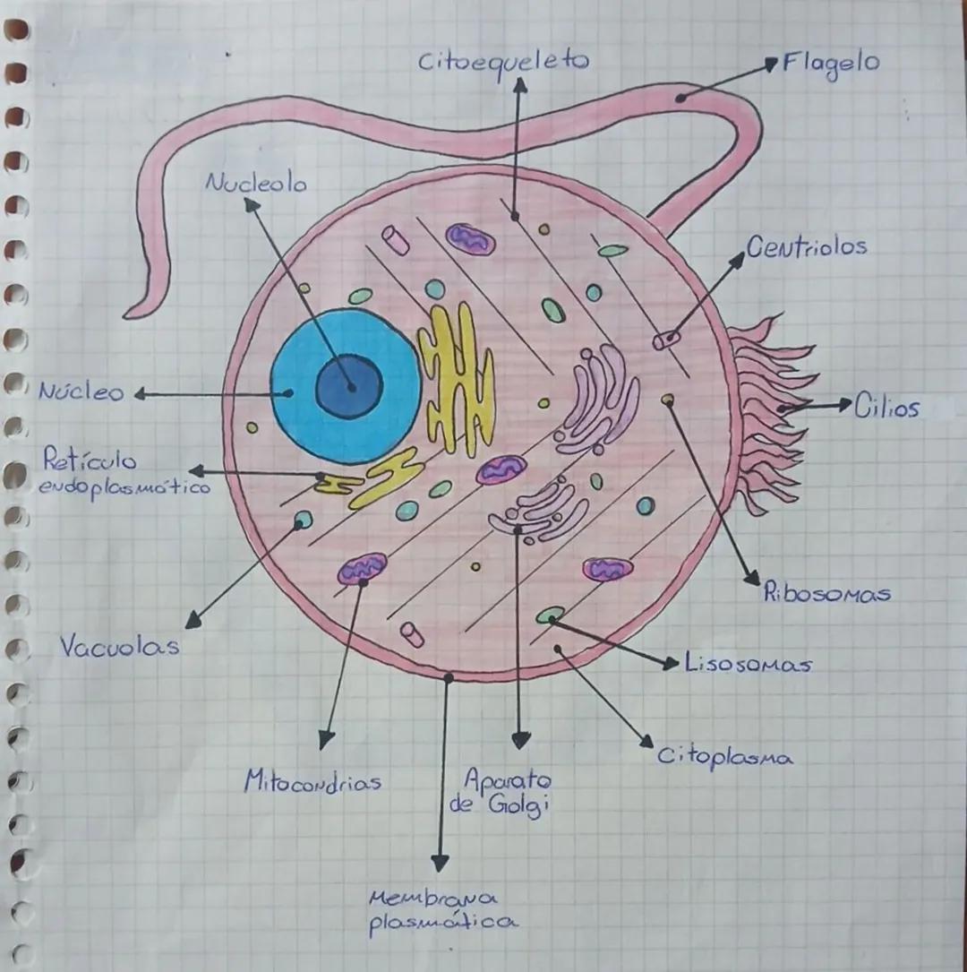 # Ribosoma
# Citoplasma
# Nucleoide
# Membrana plasmatica
# Fimbrias
# Pared bacteriana
# Flagelo Nucleolo
Núcleo 4
Retículo
endopla