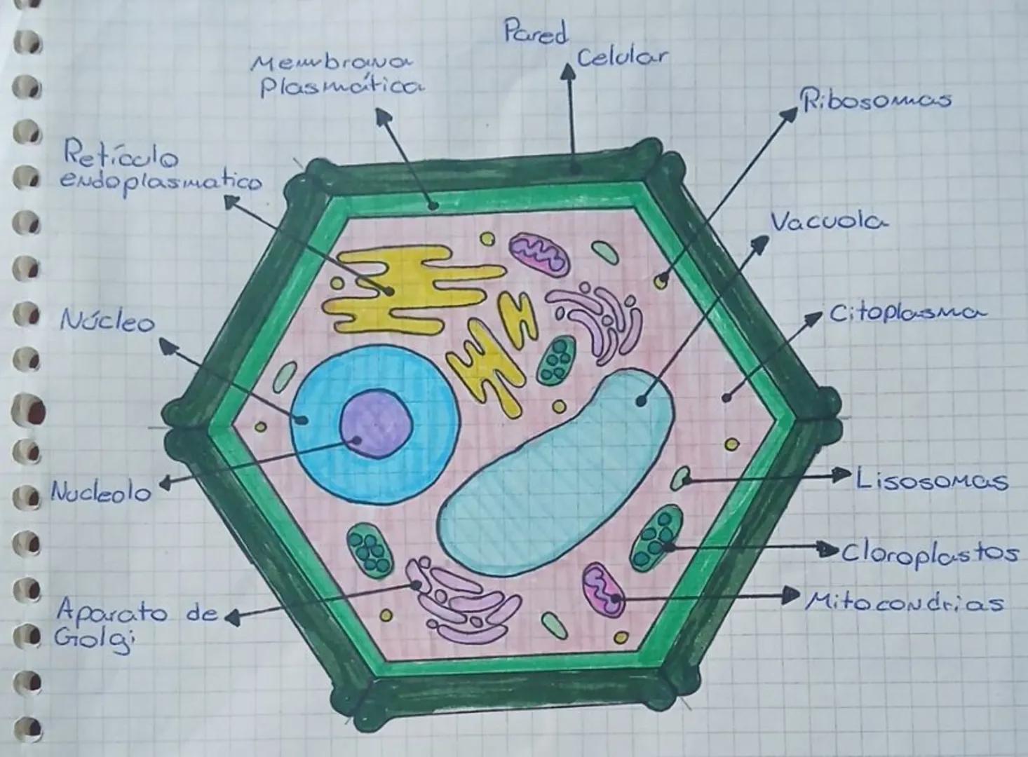# Ribosoma
# Citoplasma
# Nucleoide
# Membrana plasmatica
# Fimbrias
# Pared bacteriana
# Flagelo Nucleolo
Núcleo 4
Retículo
endopla