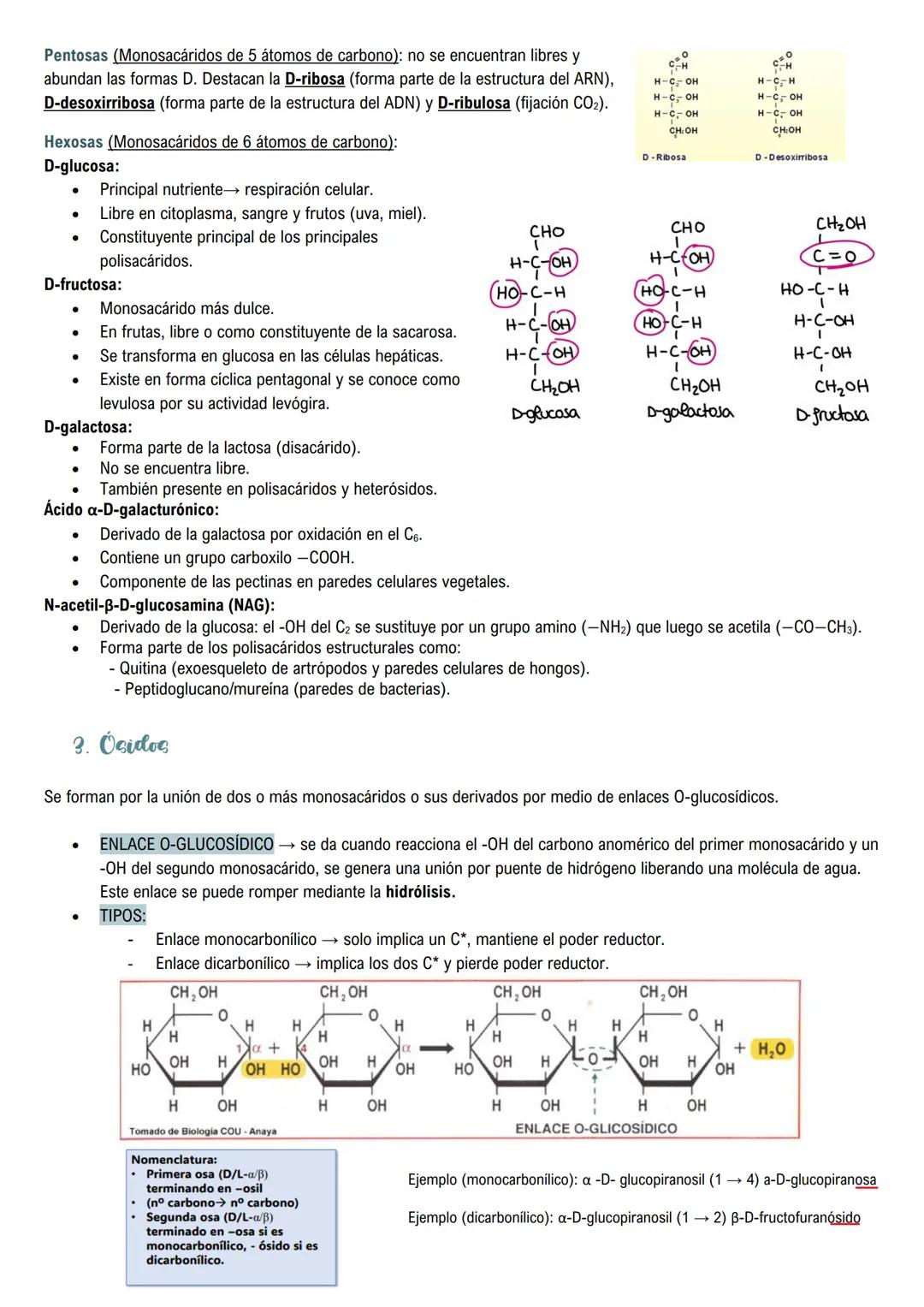 # Glúcidos
1. Estructura de los glúcidos
Son biomoléculas orgánicas formadas por carbono, hidrógeno y oxígeno. Su fórmula molecular es $C_