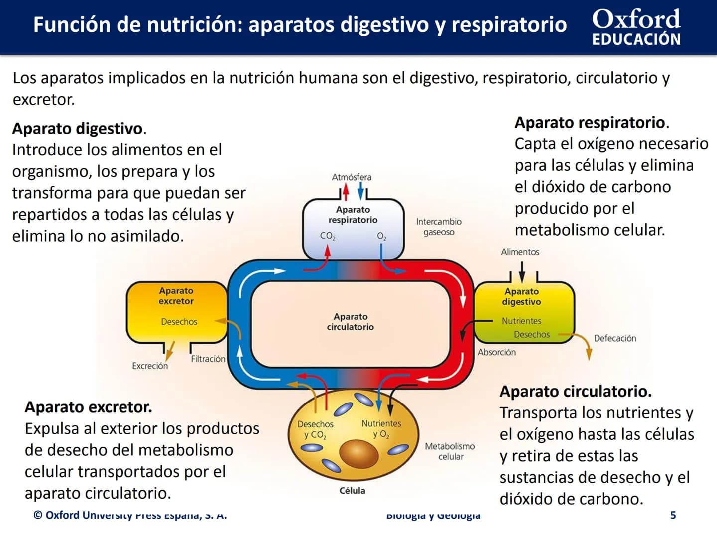 Oxford
EDUCACIÓN
FUNCIÓN DE
NUTRICIÓN: APARATOS
DIGESTIVO Y
RESPIRATORIO
Biología y Geología
DOMI ΜΙΝΑ # Función de nutrición: aparatos d