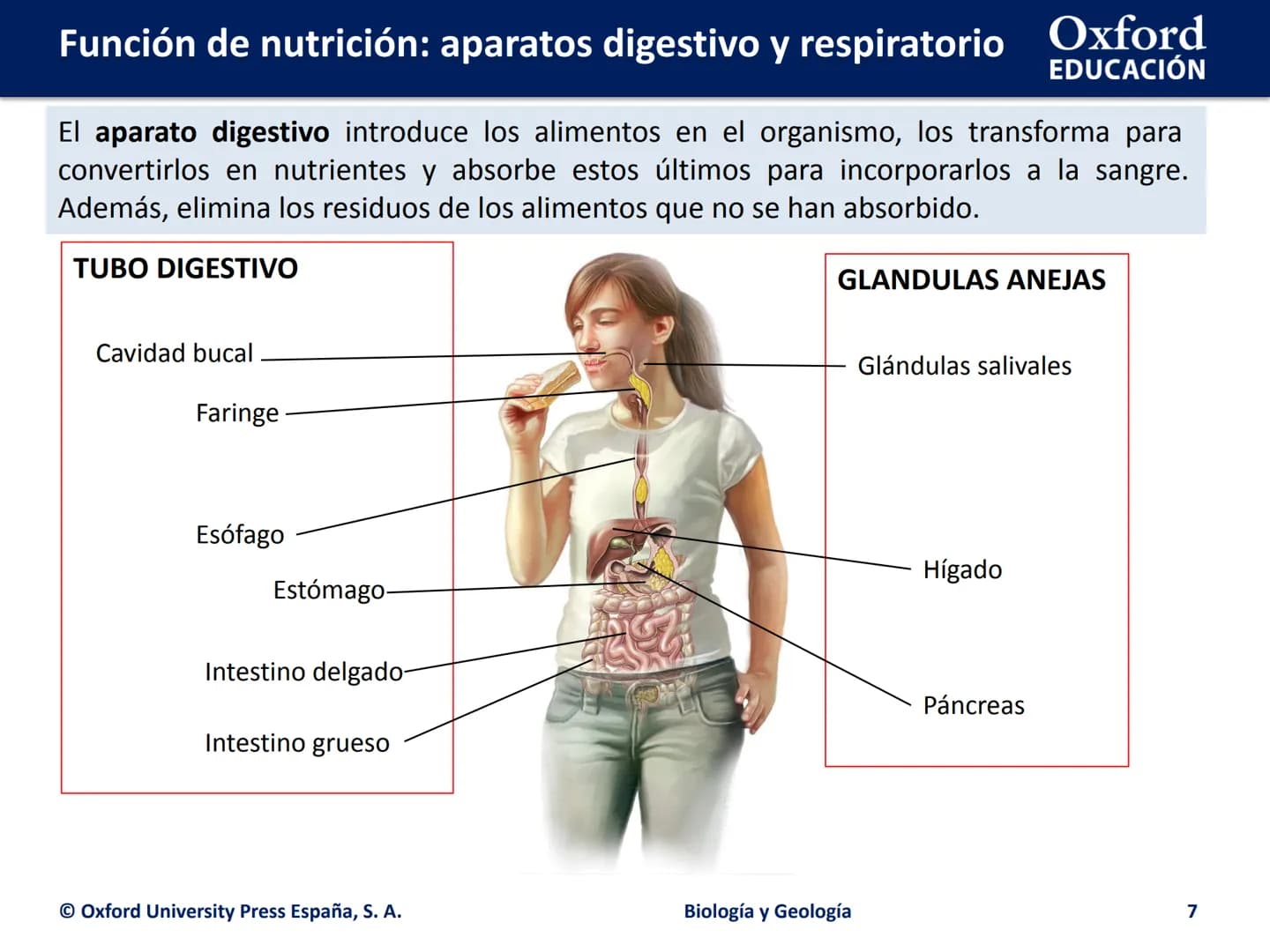 Oxford
EDUCACIÓN
FUNCIÓN DE
NUTRICIÓN: APARATOS
DIGESTIVO Y
RESPIRATORIO
Biología y Geología
DOMI ΜΙΝΑ # Función de nutrición: aparatos d