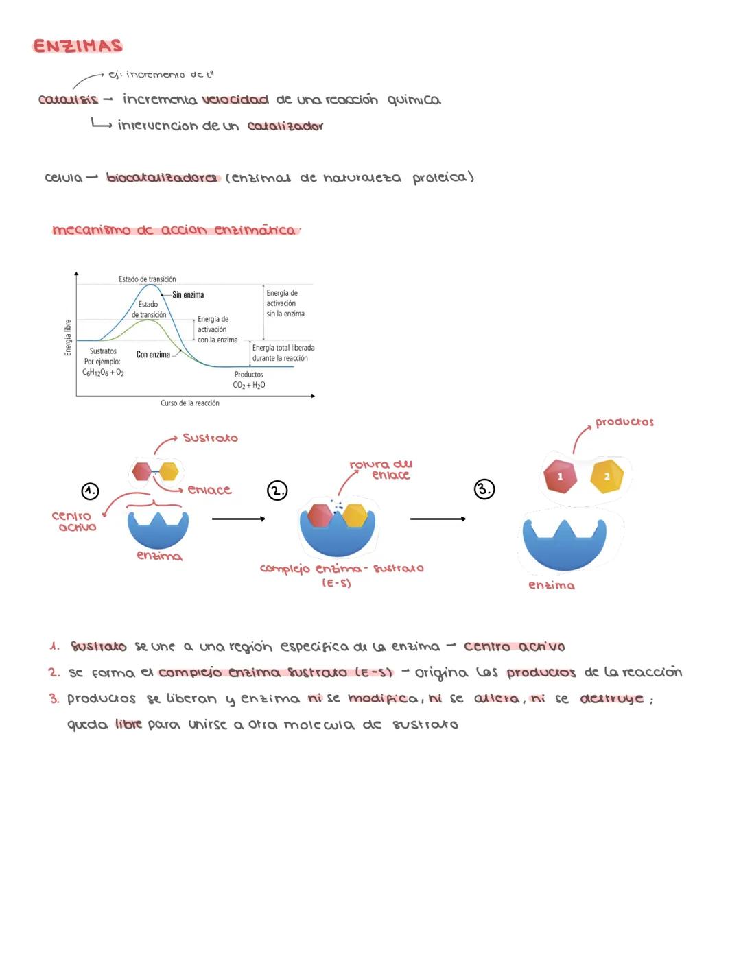 # ENZIMAS
- ej incremento de t°
Catallsis
- incrementa velocidad de una reacción quimica
→ interuencion de un catalizador
celula - bioc