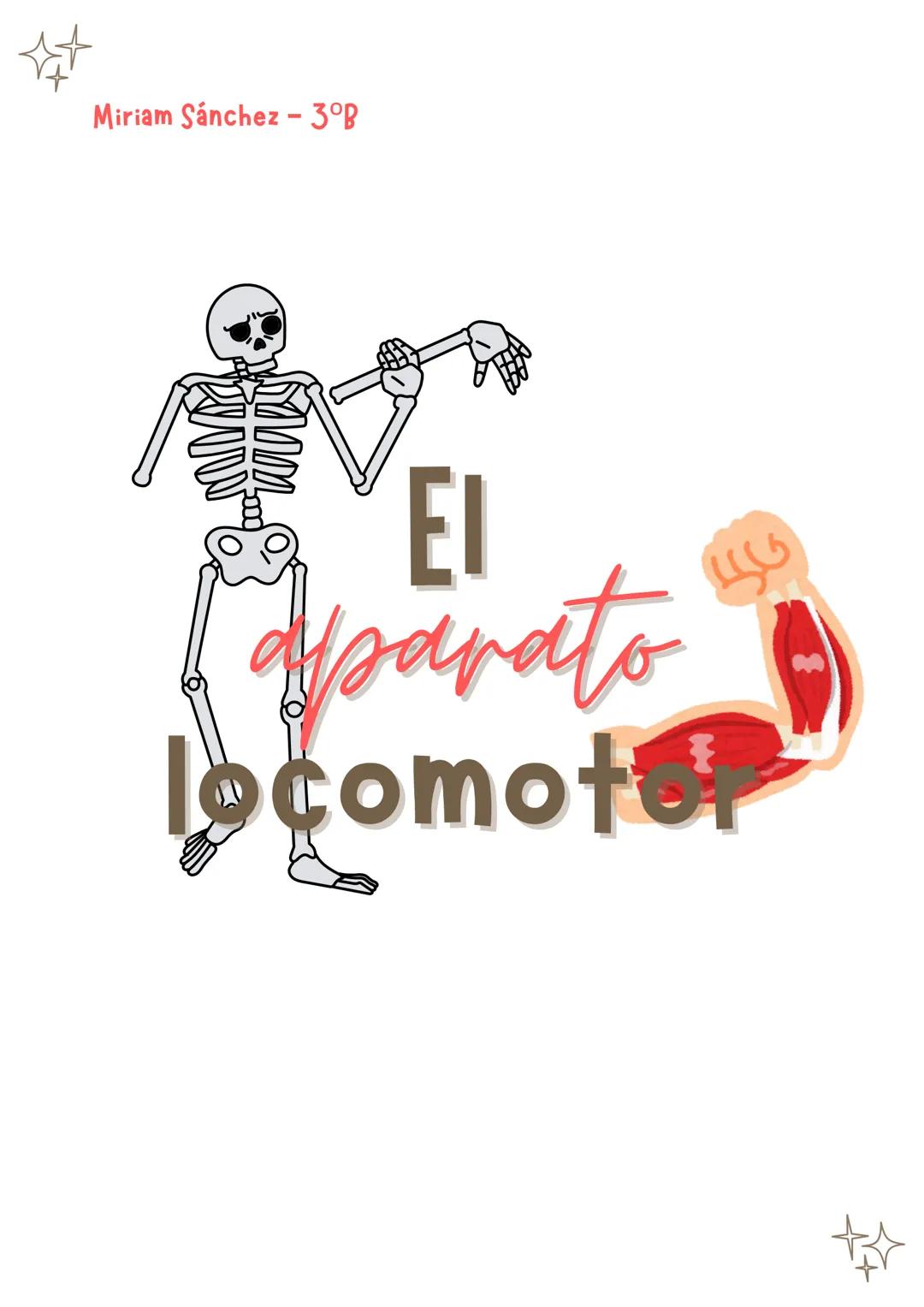 Miriam Sánchez - 3ºB
El
aparato
locomotor Frontal
Esternón
Clavicula
Costillas verdaderas (7)
Costillas falsas (3)
Costillas flotantes