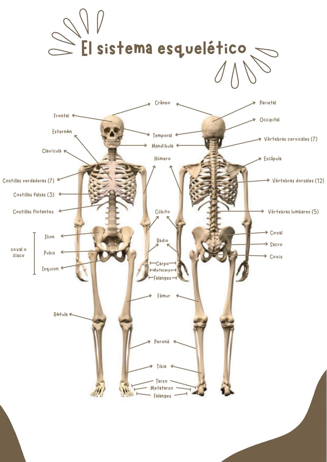 Miriam Sánchez - 3ºB
El
aparato
locomotor Frontal
Esternón
Clavicula
Costillas verdaderas (7)
Costillas falsas (3)
Costillas flotantes