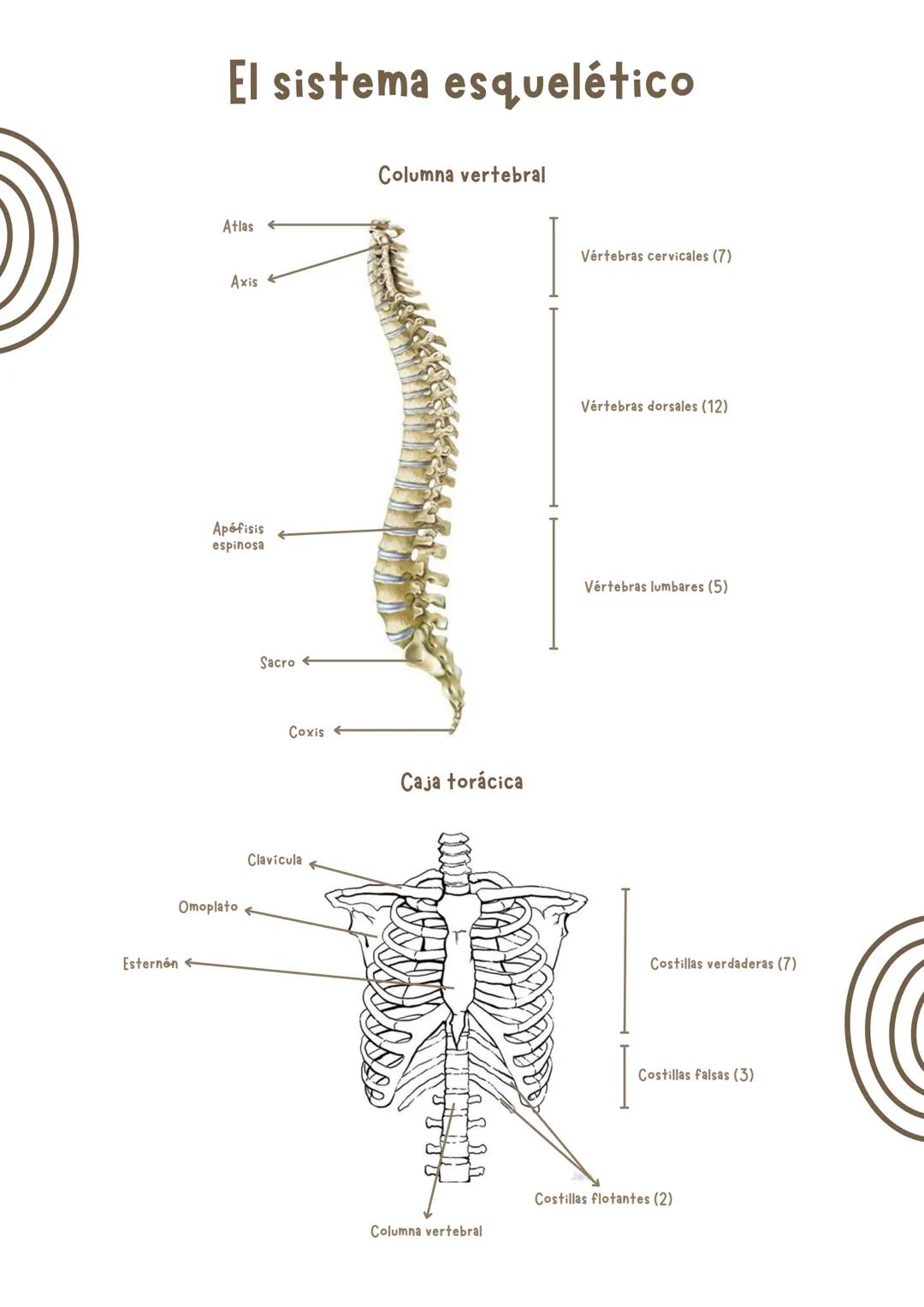 Miriam Sánchez - 3ºB
El
aparato
locomotor Frontal
Esternón
Clavicula
Costillas verdaderas (7)
Costillas falsas (3)
Costillas flotantes