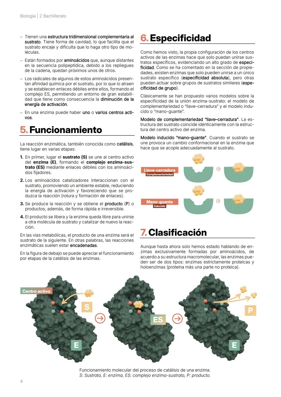 BI 2
BACH
Capítulo 5.
Enzimas Biología | 2 Bachillerato
2 # 1. Introducción
Las reacciones bioquímicas que ocurren entre los compo-
nent
