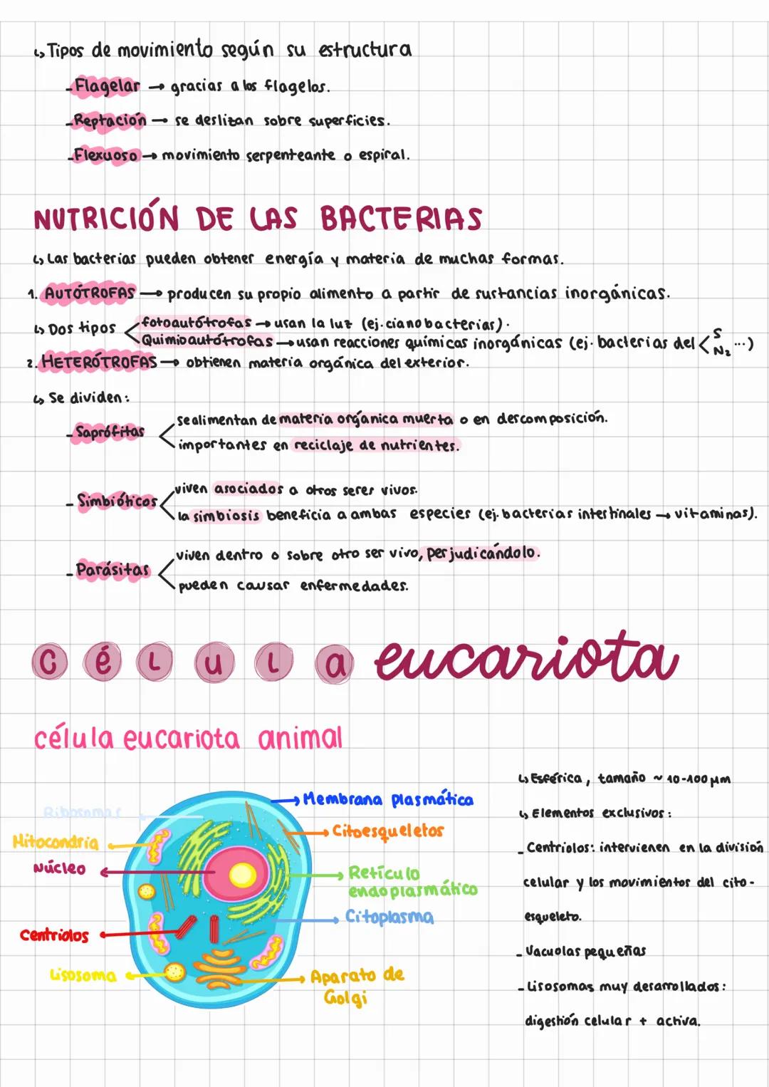 # TEORÍA CELULAR Y
# Tema 6: célulav PROCARI OTA
TEORÍA CELULAR
Ls Es uno de los pilares fundamentales de la Biología. Surgió entre 1838