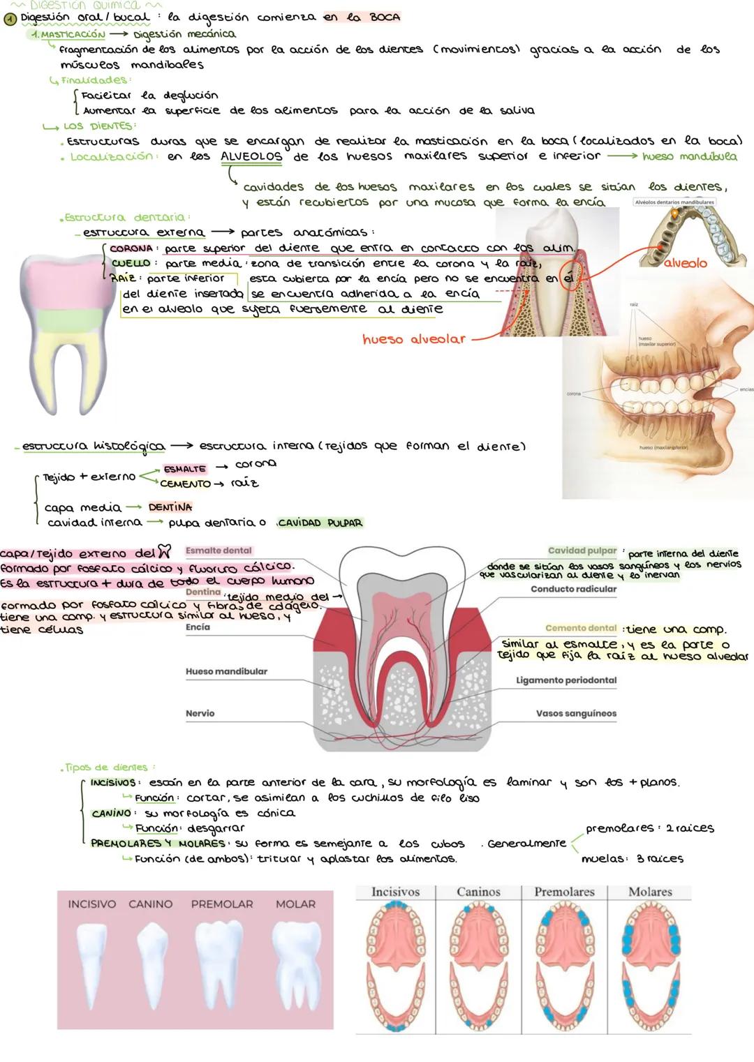 # APARATO DIGESTIVO
I. APARATOS QUE INTERVIENEN EN LA NUTRICION HUMANA
* Nutrición incorporación de materia del medio externo para propo