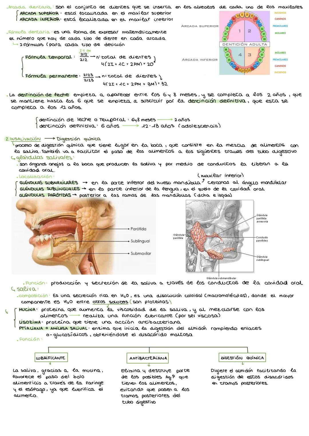 # APARATO DIGESTIVO
I. APARATOS QUE INTERVIENEN EN LA NUTRICION HUMANA
* Nutrición incorporación de materia del medio externo para propo