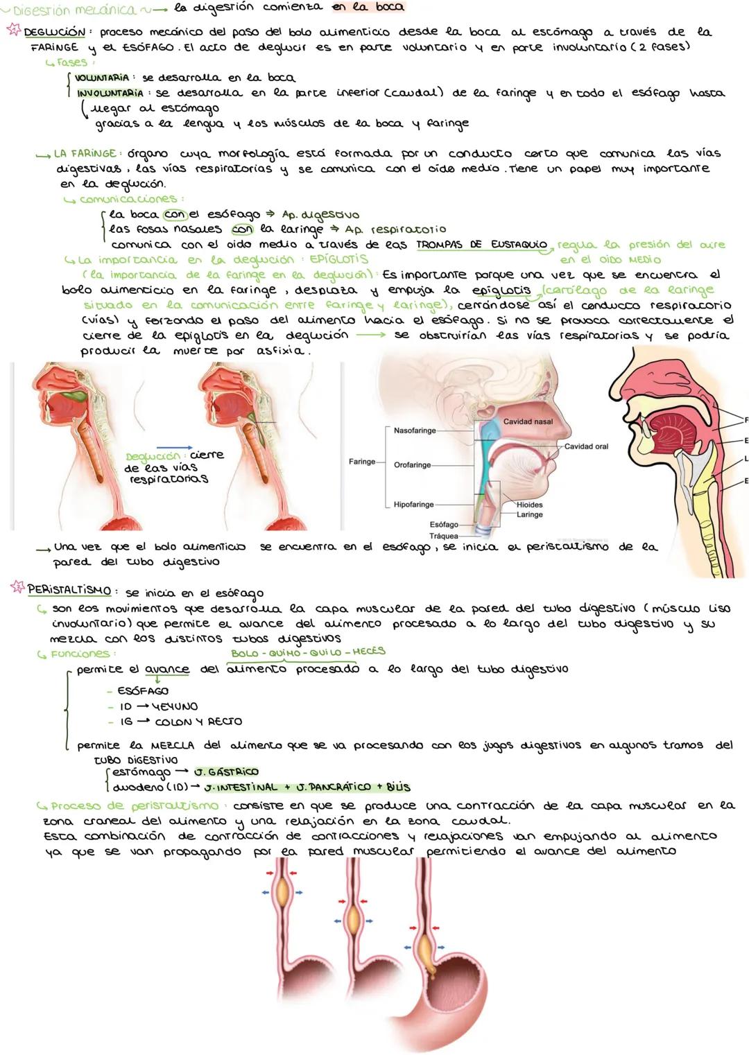 # APARATO DIGESTIVO
I. APARATOS QUE INTERVIENEN EN LA NUTRICION HUMANA
* Nutrición incorporación de materia del medio externo para propo