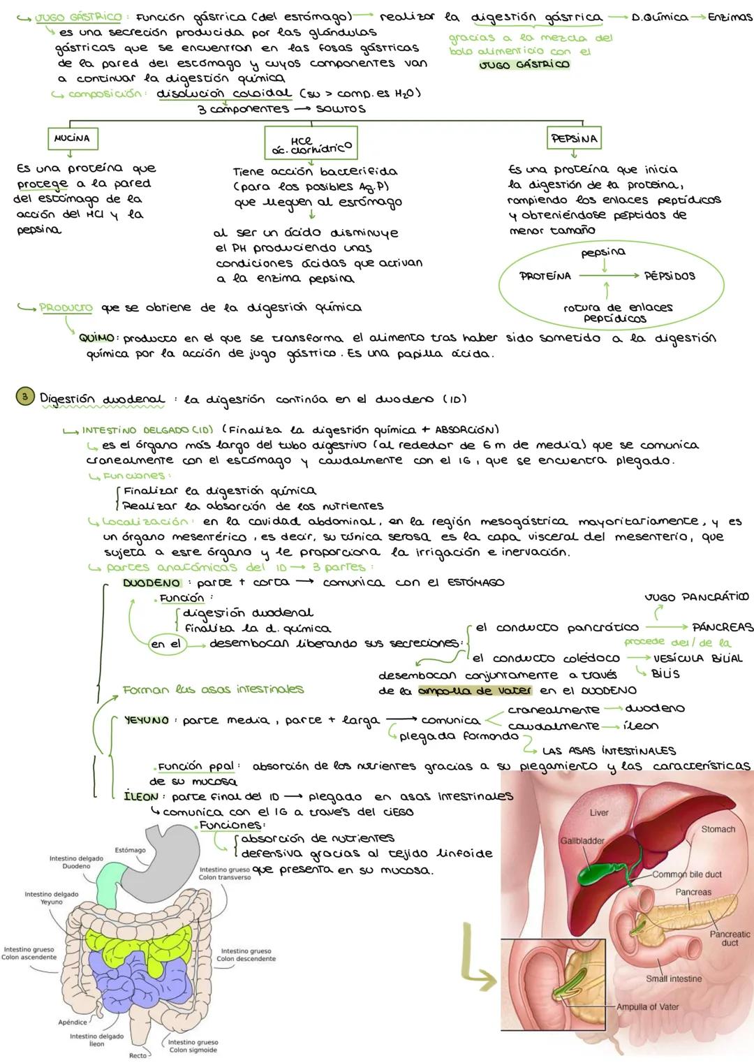 # APARATO DIGESTIVO
I. APARATOS QUE INTERVIENEN EN LA NUTRICION HUMANA
* Nutrición incorporación de materia del medio externo para propo