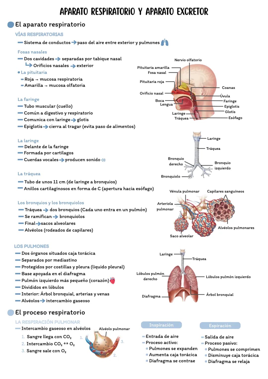 # APARATO RESPIRATORIO Y APARATO EXCRETOR
El aparato respiratorio
VÍAS RESPIRATORIAS
- Sistema de conductos paso del aire entre exterior