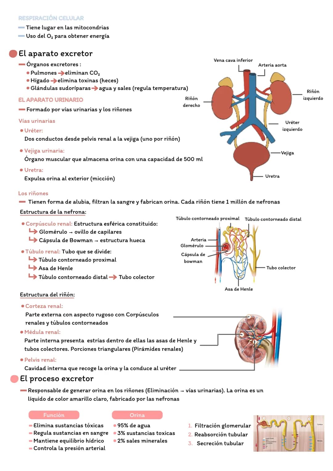 # APARATO RESPIRATORIO Y APARATO EXCRETOR
El aparato respiratorio
VÍAS RESPIRATORIAS
- Sistema de conductos paso del aire entre exterior