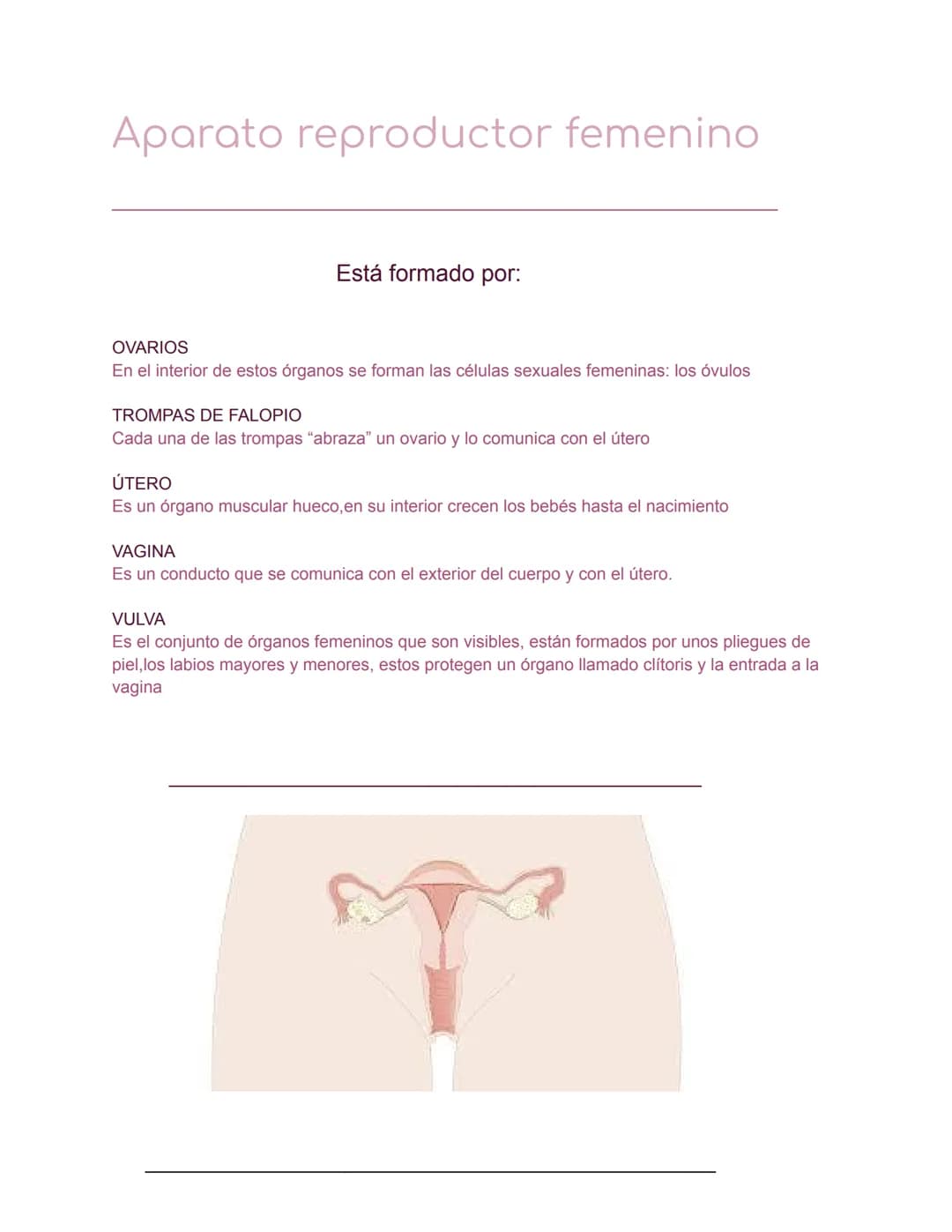 # Aparato reproductor femenino
Está formado por:
OVARIOS
En el interior de estos órganos se forman las células sexuales femeninas: los óvu