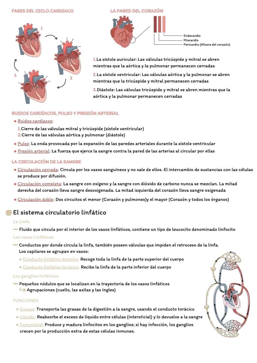 # EL APARATO CIRCULATORIO
El sistema circulatorio sanguíneo
La sangre
- Tejido conectivo líquido de color rojo que circula por el interio