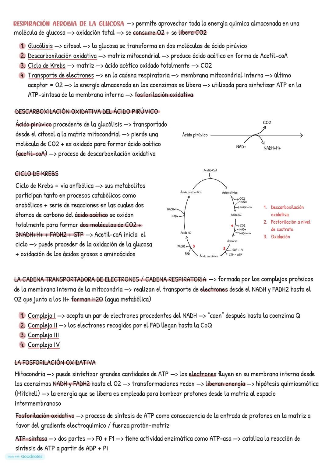 # Catabolismo
EL METABOLISMO CELULAR
* Catabolismo -> degradación de moléculas orgánicas -> obtener energía necesaria para el funcionami