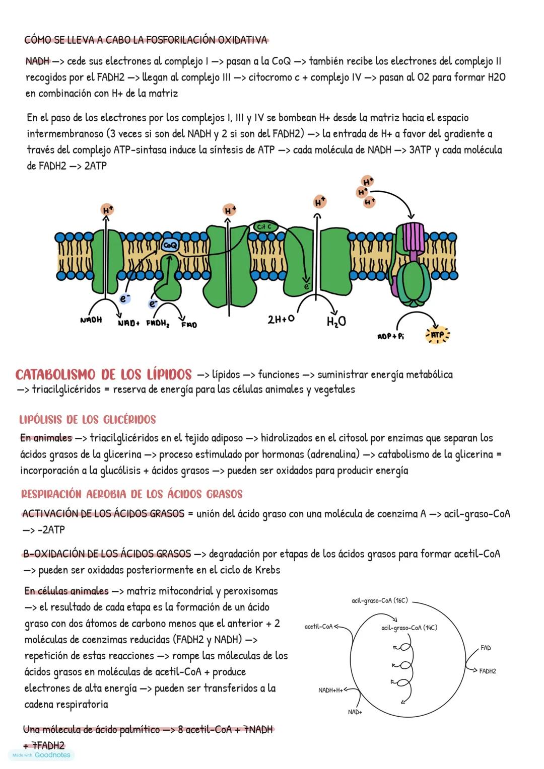 # Catabolismo
EL METABOLISMO CELULAR
* Catabolismo -> degradación de moléculas orgánicas -> obtener energía necesaria para el funcionami