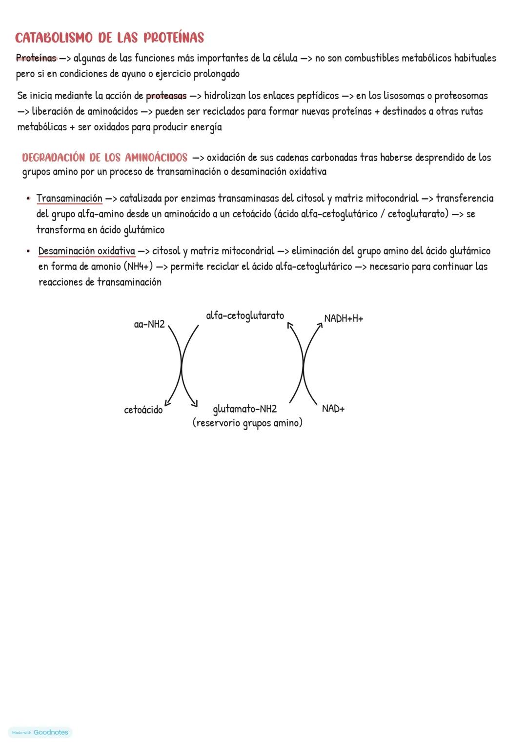 # Catabolismo
EL METABOLISMO CELULAR
* Catabolismo -> degradación de moléculas orgánicas -> obtener energía necesaria para el funcionami