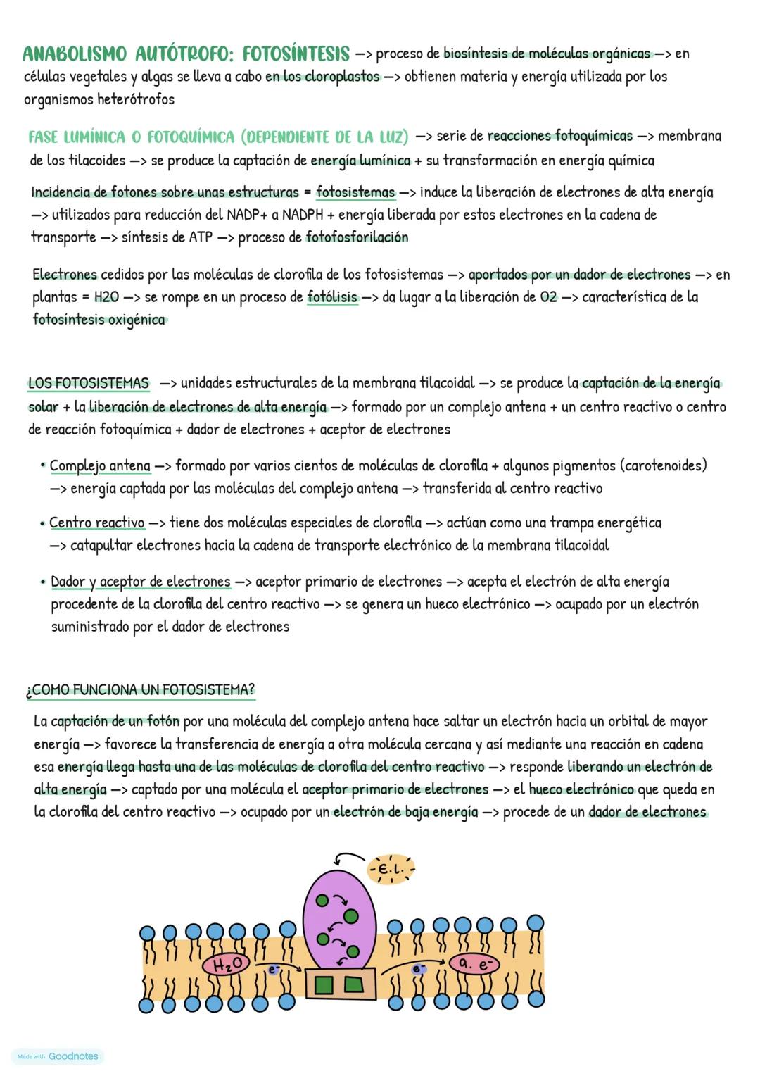# Catabolismo
EL METABOLISMO CELULAR
* Catabolismo -> degradación de moléculas orgánicas -> obtener energía necesaria para el funcionami