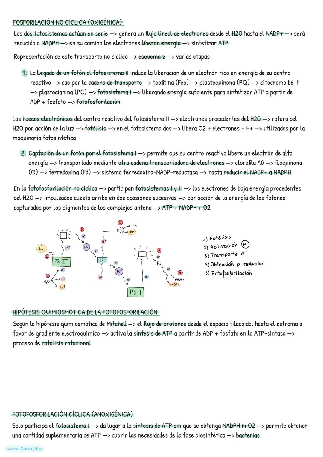# Catabolismo
EL METABOLISMO CELULAR
* Catabolismo -> degradación de moléculas orgánicas -> obtener energía necesaria para el funcionami