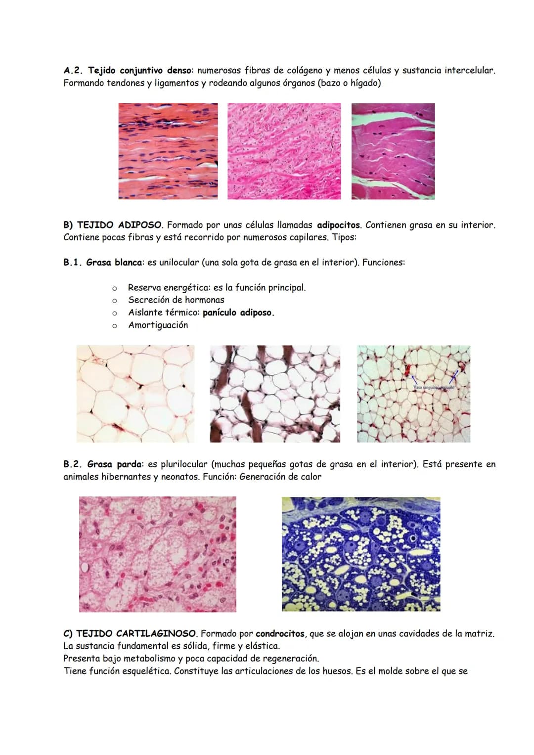 # TEMA 1: ORGANIZACIÓN BÁSICA DEL CUERPO HUMANO
## INTRODUCCIÓN
1. FUNCIONES VITALES DE LOS SERES VIVOS
2. HOMEOSTASIS
3. NIVELES DE ORGAN