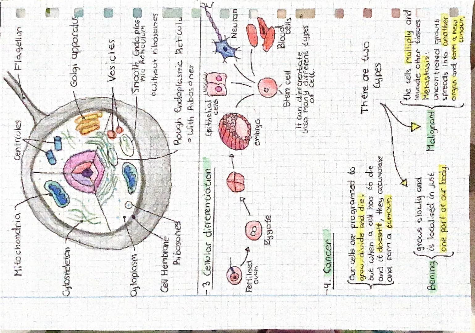 # Biology Review
## 1 Levels of Organisation
### Atom
* Consist of the atoms of the chemical elements that make up living things.
* Oxigen