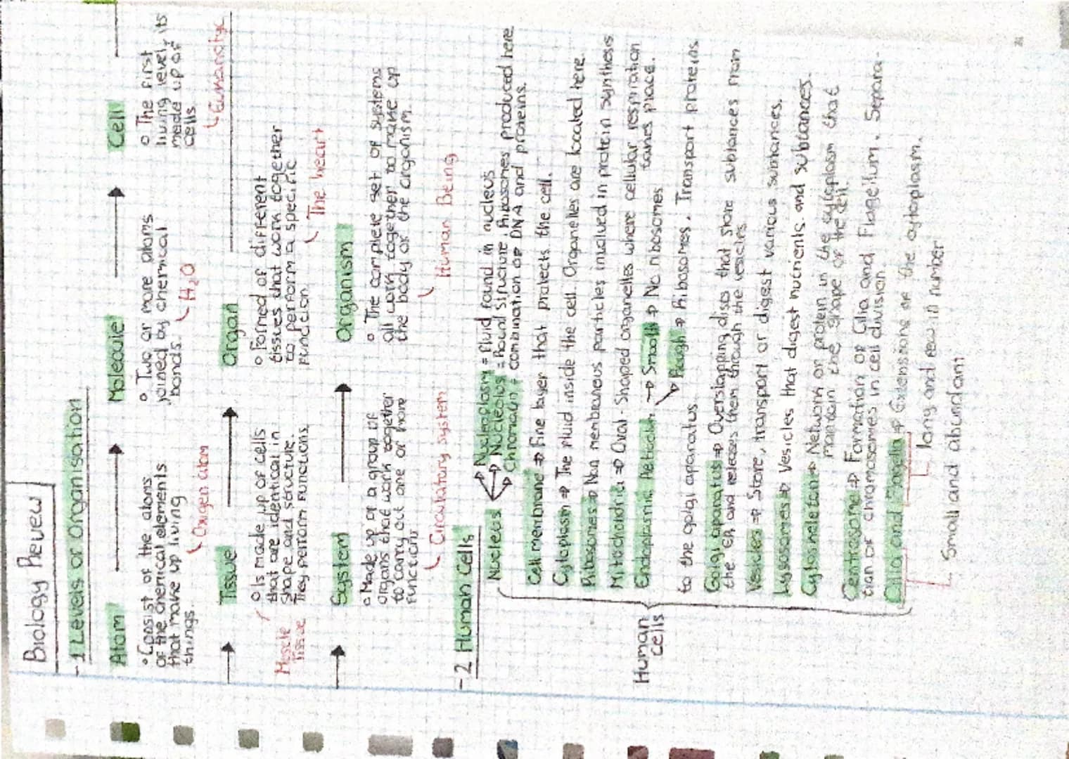 # Biology Review
## 1 Levels of Organisation
### Atom
* Consist of the atoms of the chemical elements that make up living things.
* Oxigen