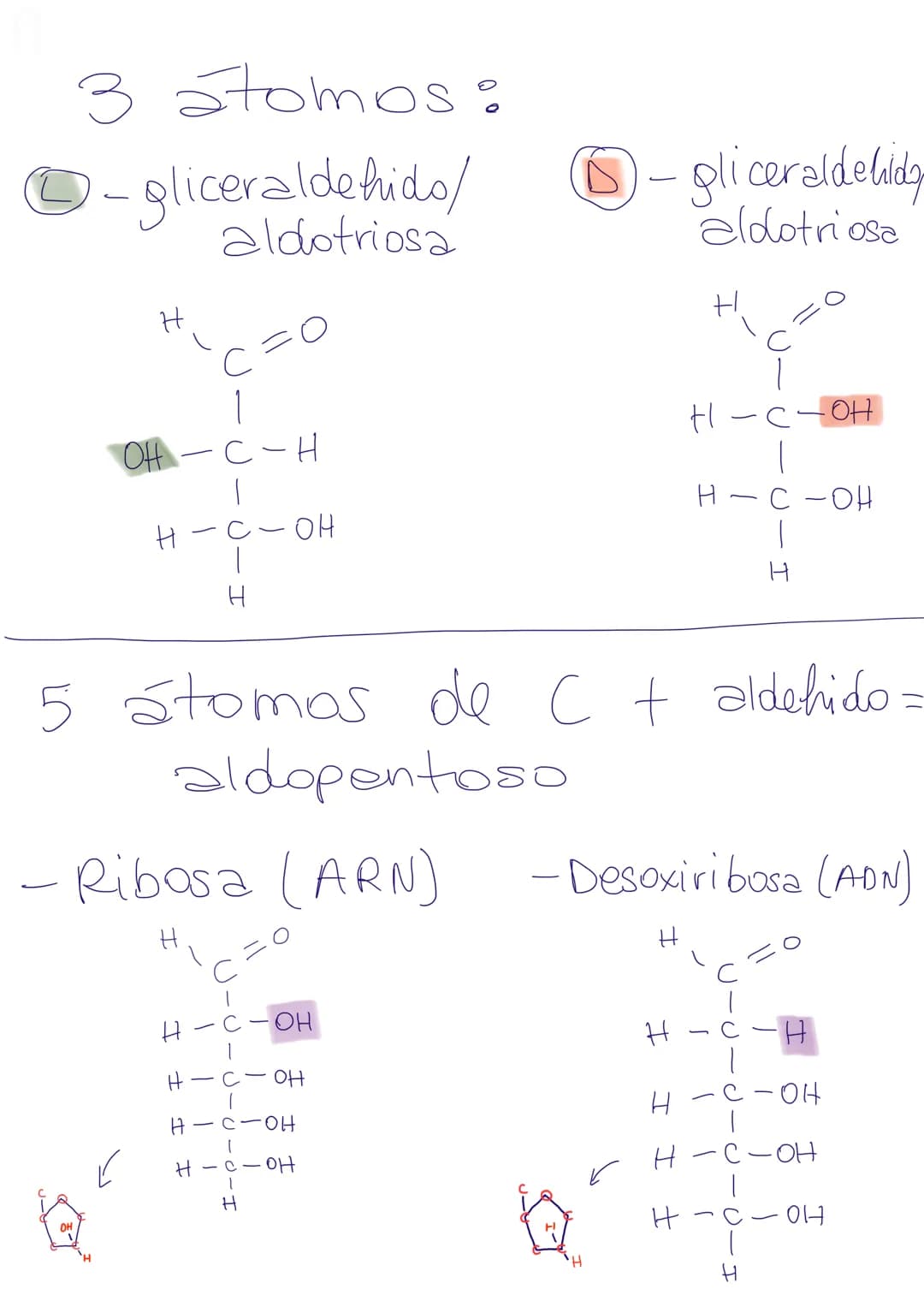 Gen: fragmento de Cromosoma que sintetiza
una característica concreta
(ej. color ojos, pelo...)
MUTACIONES: Son el principio de la Biodiver