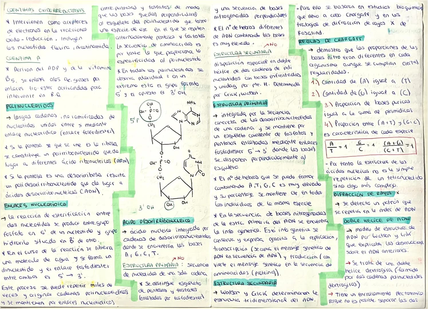 # ACIDOS NUCLEICOS
## COMPOSICIÓN
- biomoléculas orgánicas formadas por C,H,O,N,P
- En los seres vivos existen 2:
- Ácido desoxirribonucle
