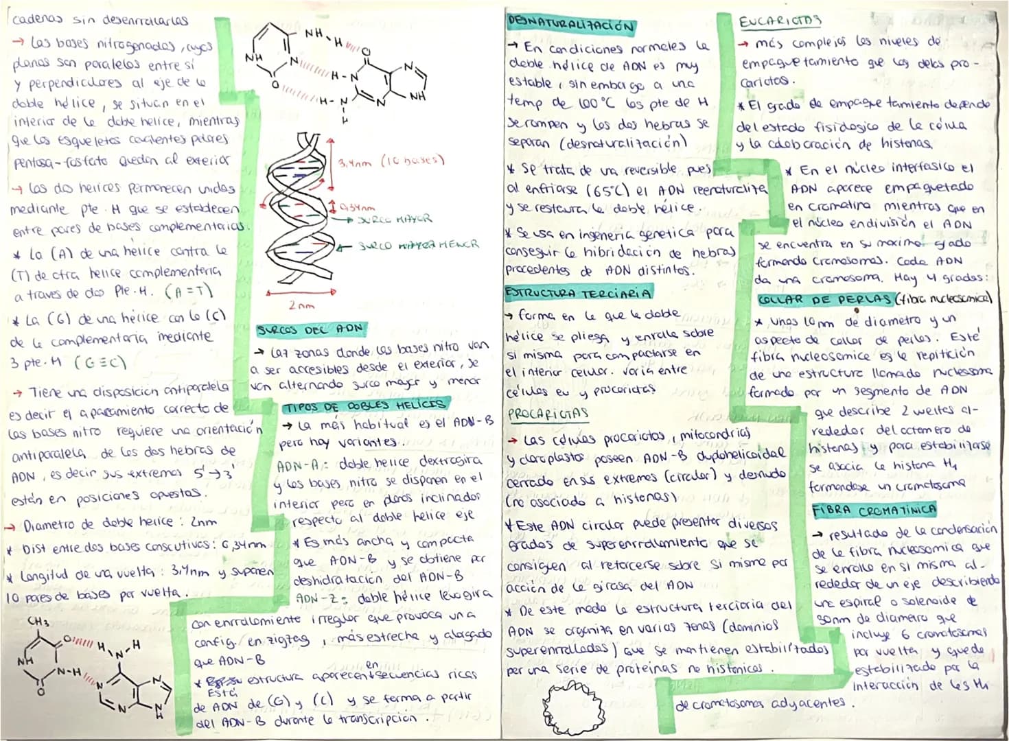 # ACIDOS NUCLEICOS
## COMPOSICIÓN
- biomoléculas orgánicas formadas por C,H,O,N,P
- En los seres vivos existen 2:
- Ácido desoxirribonucle