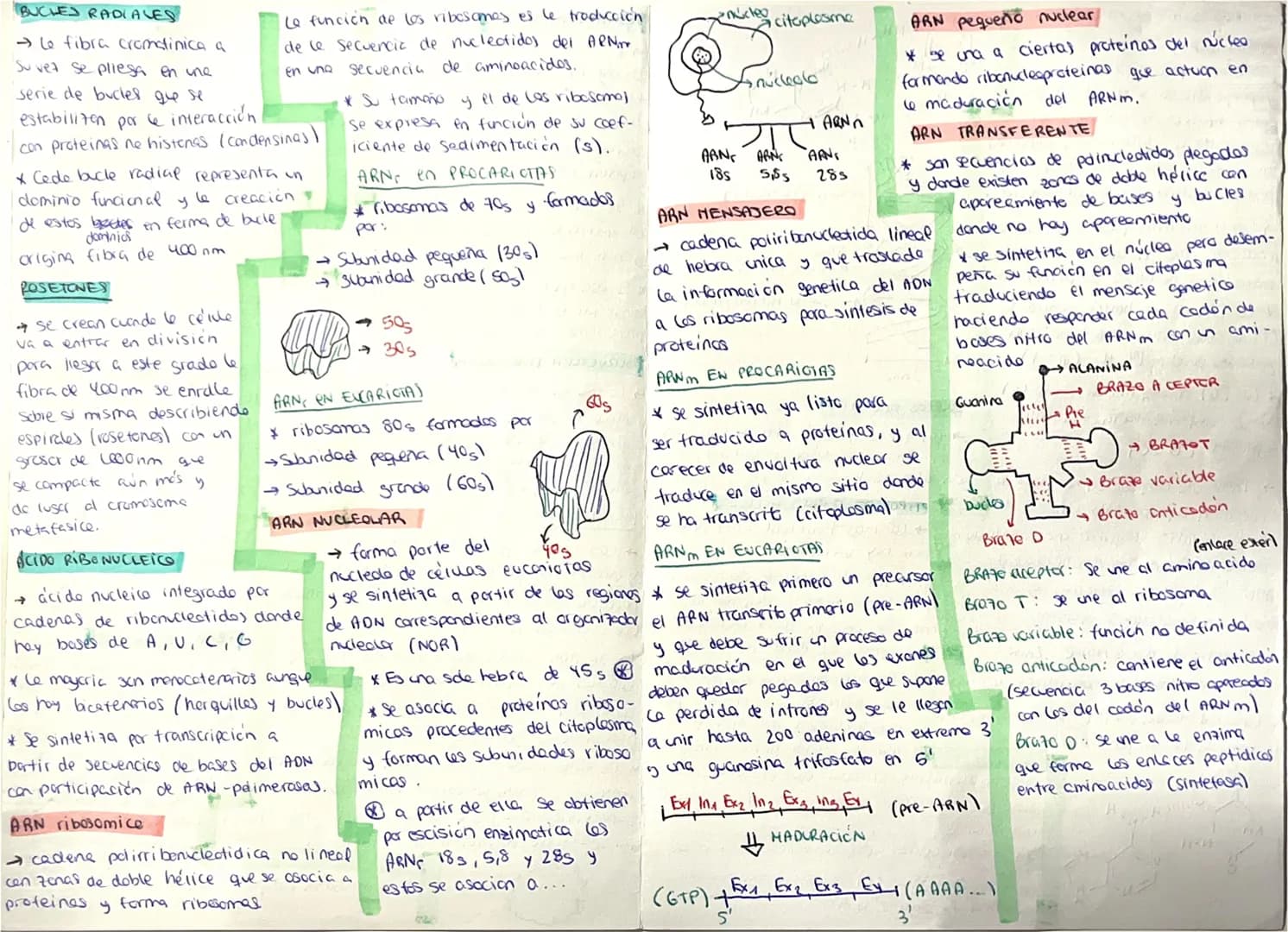 # ACIDOS NUCLEICOS
## COMPOSICIÓN
- biomoléculas orgánicas formadas por C,H,O,N,P
- En los seres vivos existen 2:
- Ácido desoxirribonucle
