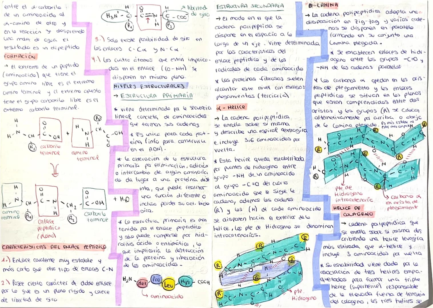 PROTEINAS
# CLASIFICACIÓN
- Diombleados organicas formadar por C, H, O Y N y a veces P.S, Fe y Cu.
- Quimicamente son porimeros Lineales no