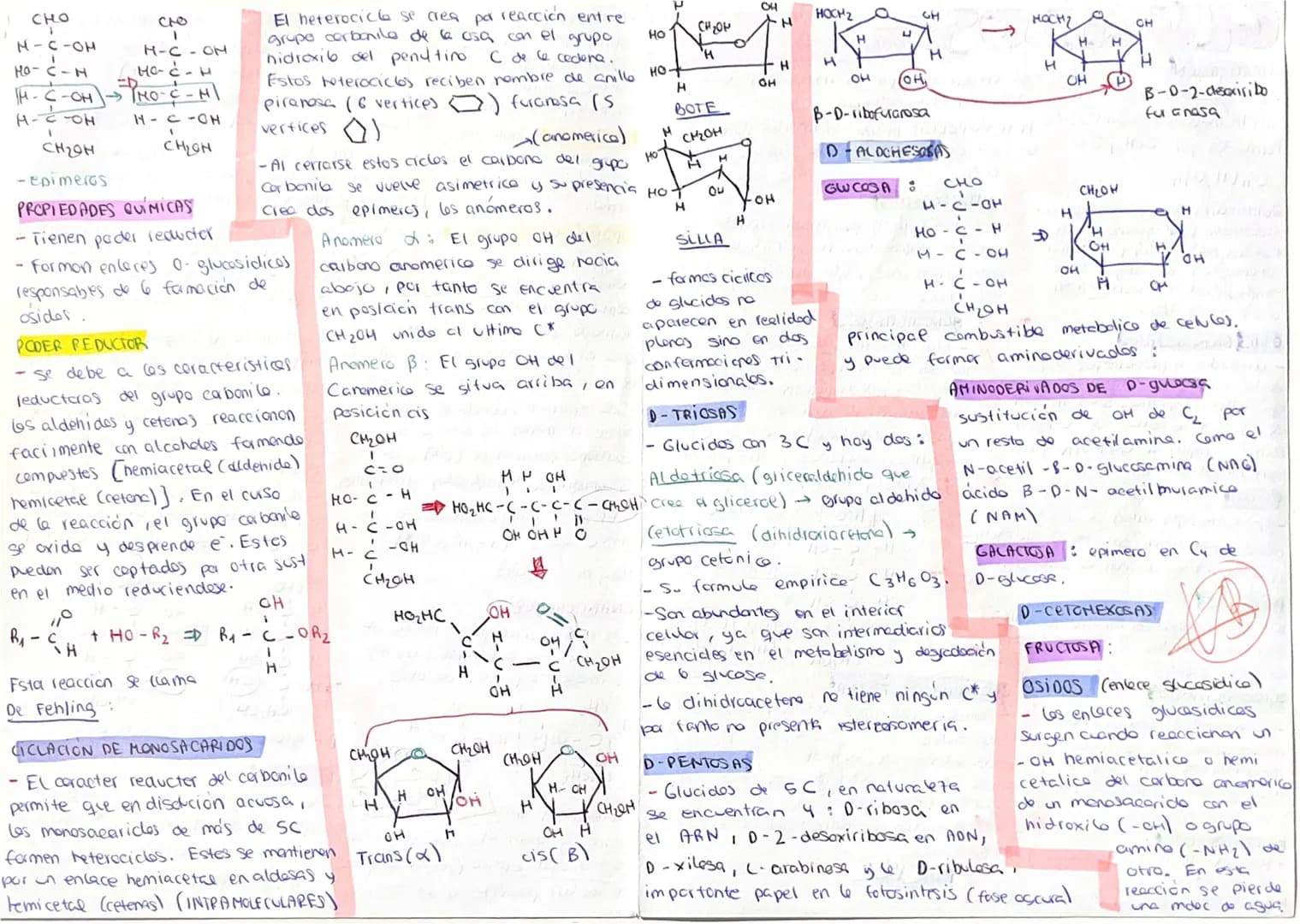 # GLÚCIDOS
## CLASIFICACIÓN
- Los glúcidos (azúcares)
son biomoléculas orgánicas
formadas por C, H y O.
$C_n(H_2O)_n$
Químicamente son po