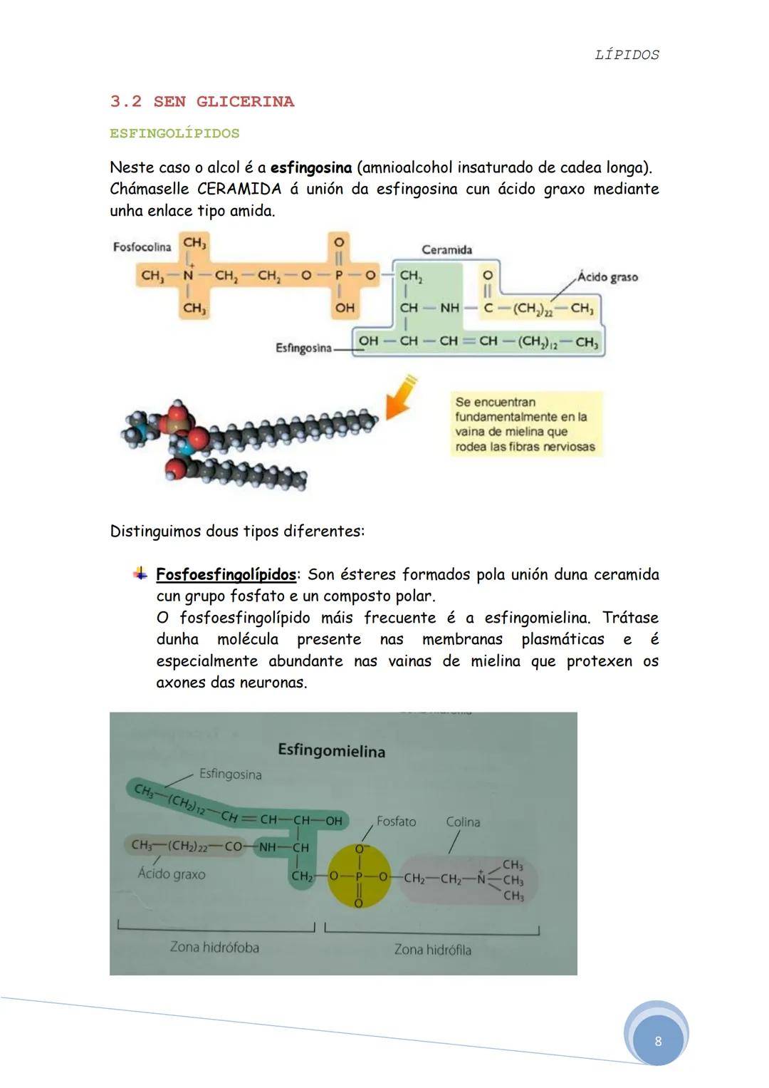 LÍPIDOS
Os lípidos son biomoléculas orgánicas formadas por C, H e O. Ás veces
poden aparecer nalgúns compostos P, N e S.
Constitúen un grupo