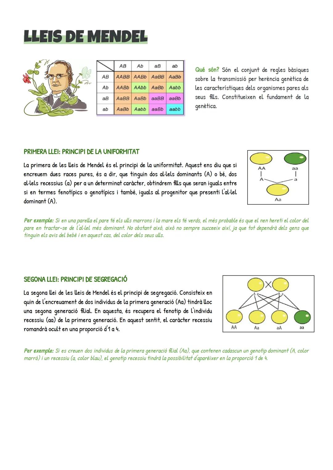 # LLEIS DE MENDEL
| | AB | Ab | aB | ab |
|----|------|------|------|------|
| AB | AABB | AABb | AaBB | AaBb |
| Ab | AABb | AA