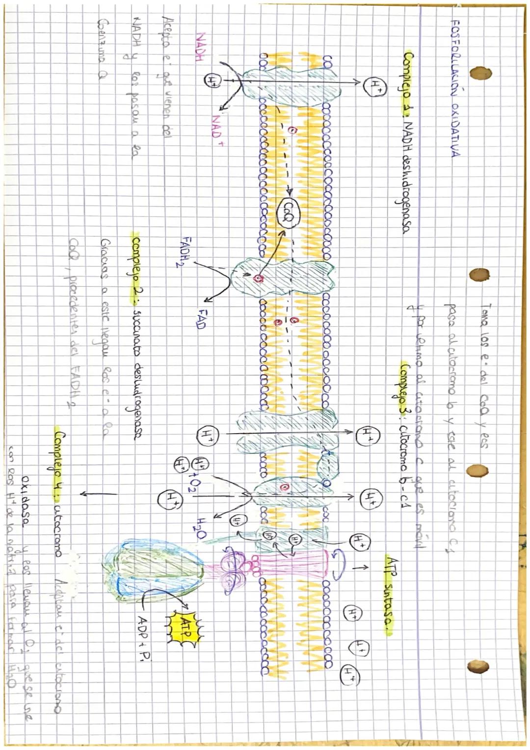 Fosforilacion oxidativa