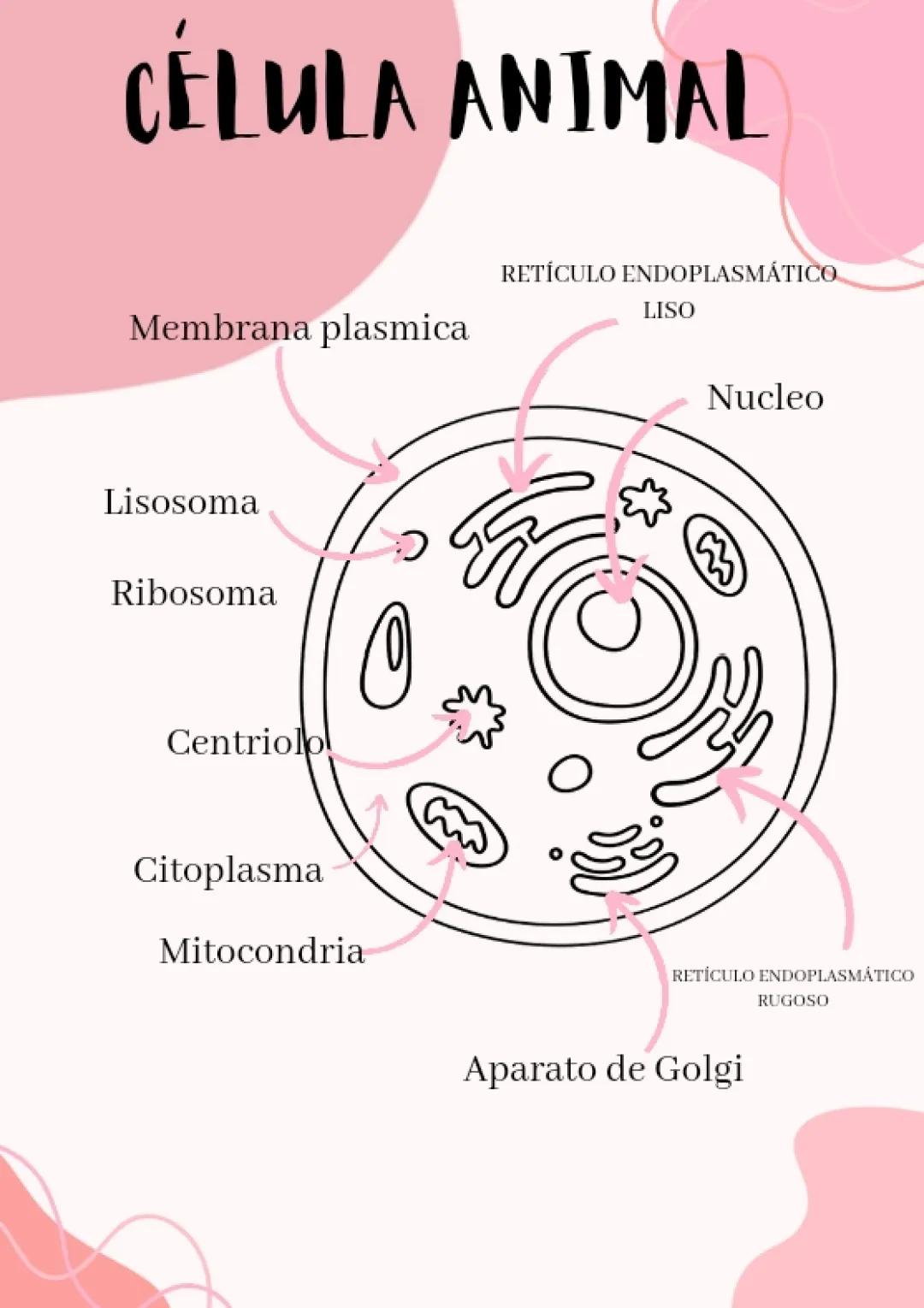 Célula Animal