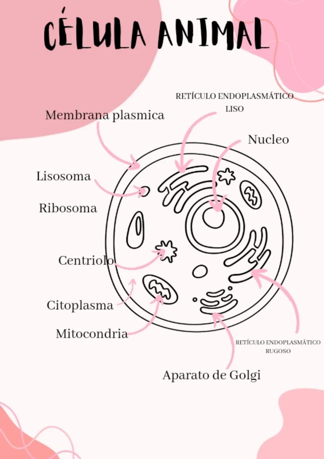 CELULA ANIMAL
Membrana plasmica
Lisosoma
Ribosoma
Centriolo
Citoplasma
O
Mitocondria
cão
RETÍCULO ENDOPLASMÁTICO
LISO
11
Nucleo
Of
RETÍCULO