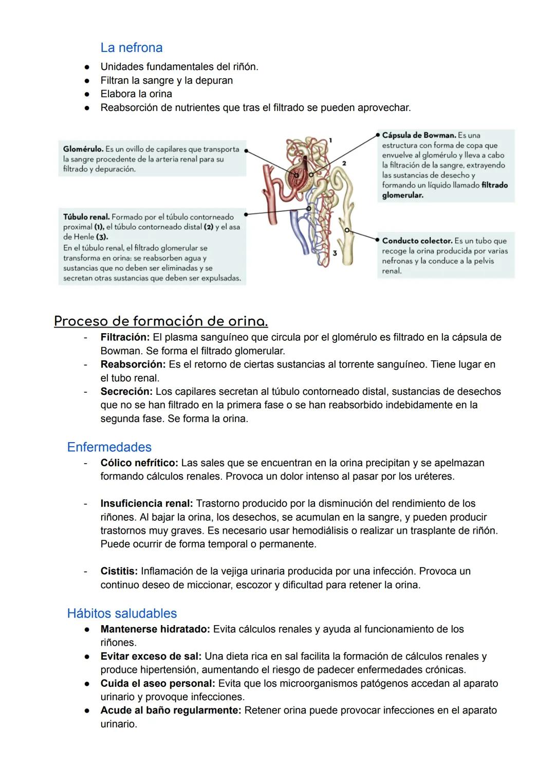 # APARATO EXCRETOR
La excreción
Proceso por el cual se expulsan del organismo sustancias de desechos. Intervienen órganos y
aparatos.
- Glá