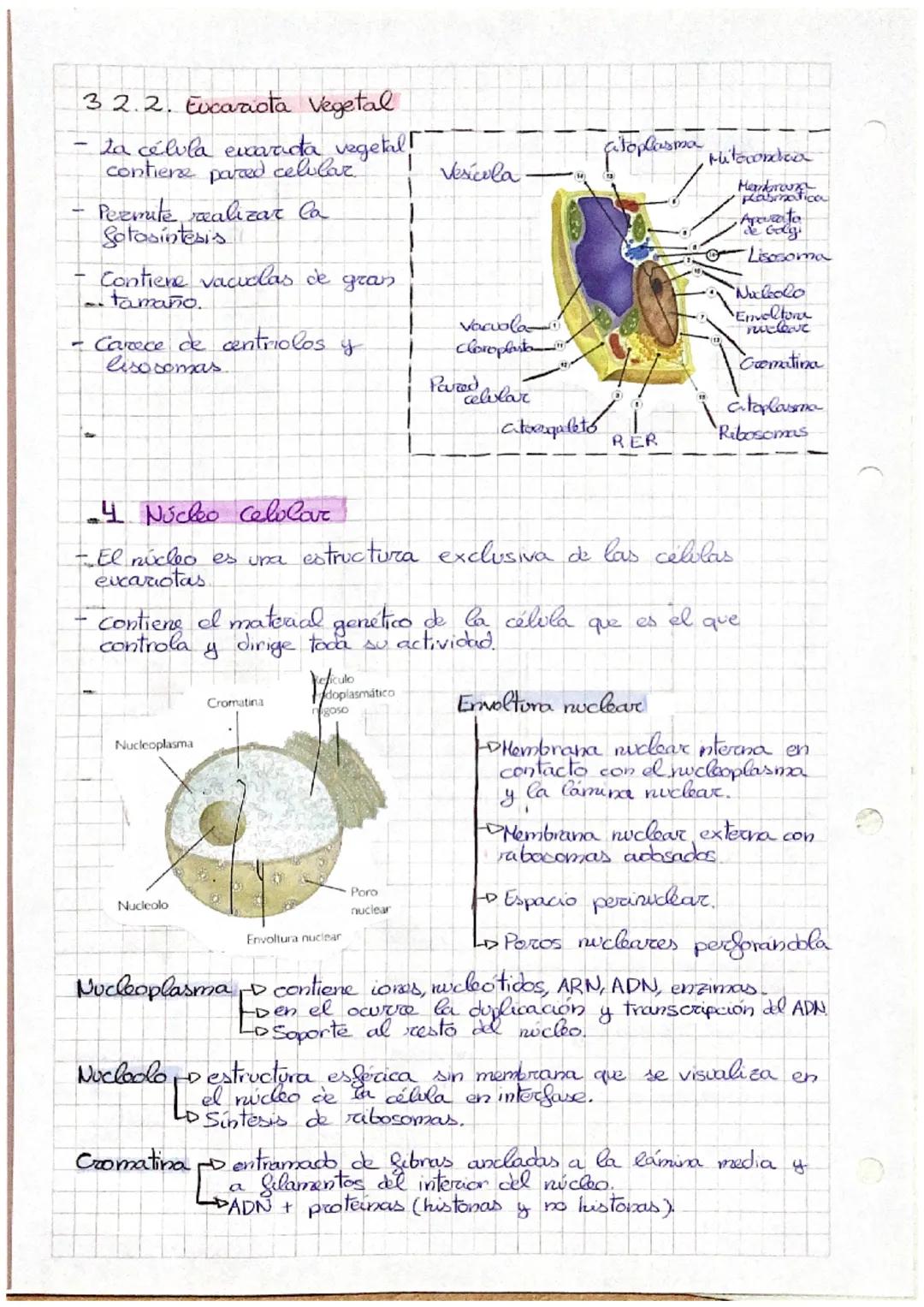 TEMA O: La Célula
1. Teoría Celular
•Todo ser vivo está formado por una o más células, es decir,
es la unidad anatomica
-
-
-
•Tock célula p