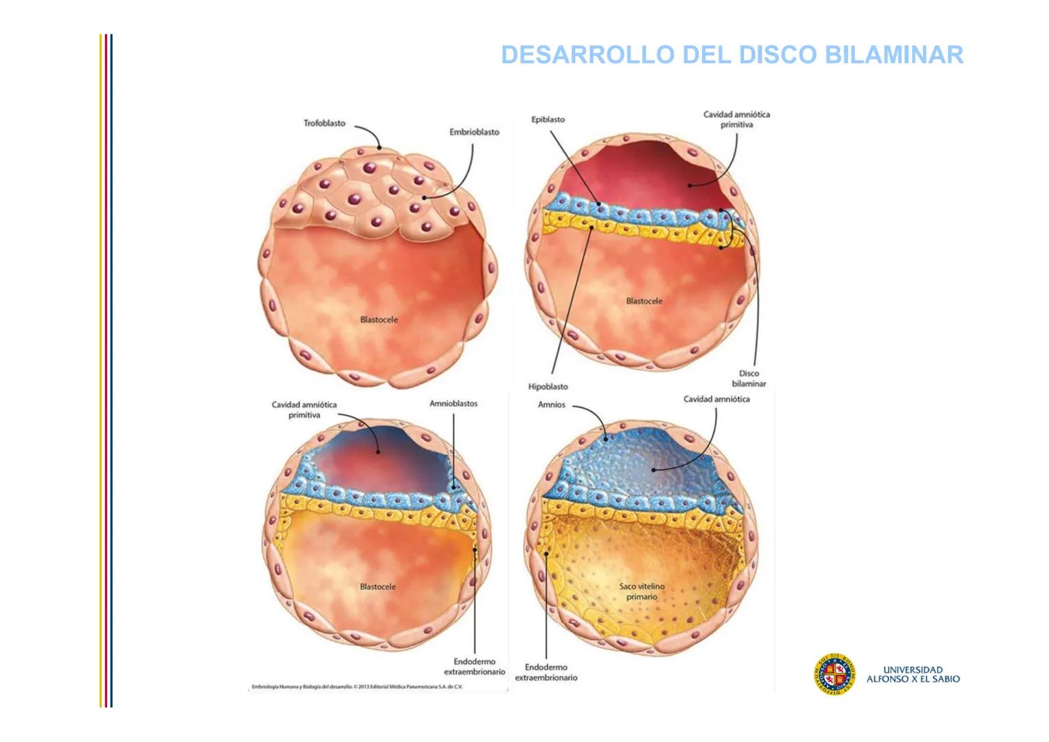EMBRIOLOGÍA
TEMA 4
SEGUNDA SEMANA DEL DESARROLLO
FORMACIÓN DEL DISCO
BILAMINAR
PROF. DRA. M. ENCARNACIÓN FERNÁNDEZ CONTRERAS
PROF. DRA