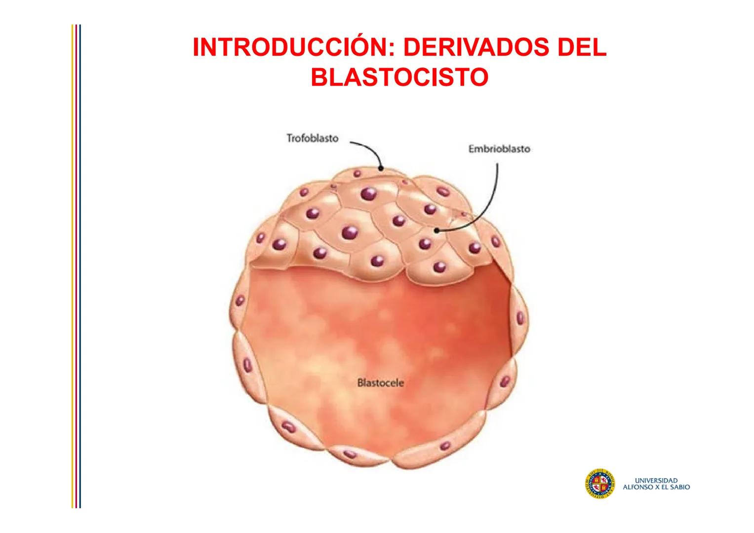 EMBRIOLOGÍA
TEMA 4
SEGUNDA SEMANA DEL DESARROLLO
FORMACIÓN DEL DISCO
BILAMINAR
PROF. DRA. M. ENCARNACIÓN FERNÁNDEZ CONTRERAS
PROF. DRA