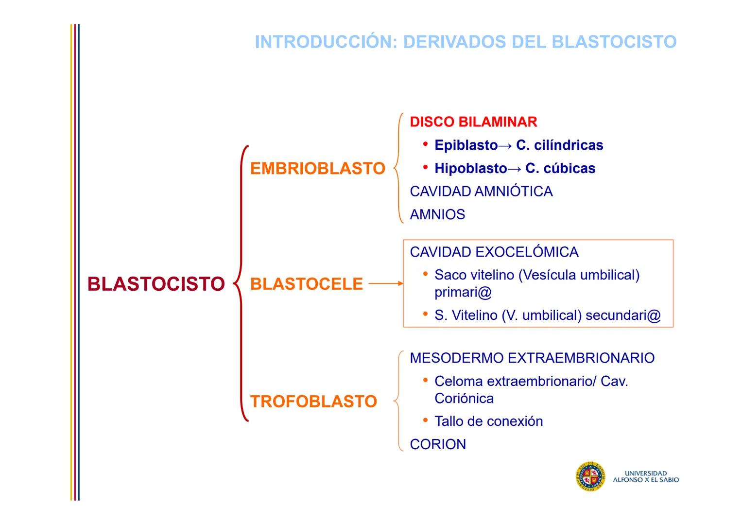 EMBRIOLOGÍA
TEMA 4
SEGUNDA SEMANA DEL DESARROLLO
FORMACIÓN DEL DISCO
BILAMINAR
PROF. DRA. M. ENCARNACIÓN FERNÁNDEZ CONTRERAS
PROF. DRA