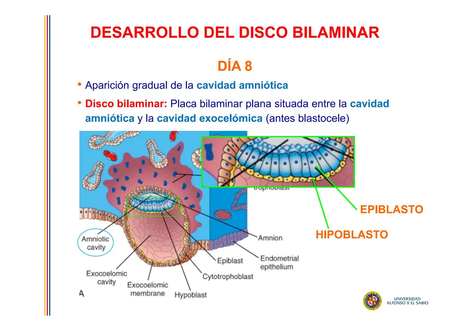 EMBRIOLOGÍA
TEMA 4
SEGUNDA SEMANA DEL DESARROLLO
FORMACIÓN DEL DISCO
BILAMINAR
PROF. DRA. M. ENCARNACIÓN FERNÁNDEZ CONTRERAS
PROF. DRA