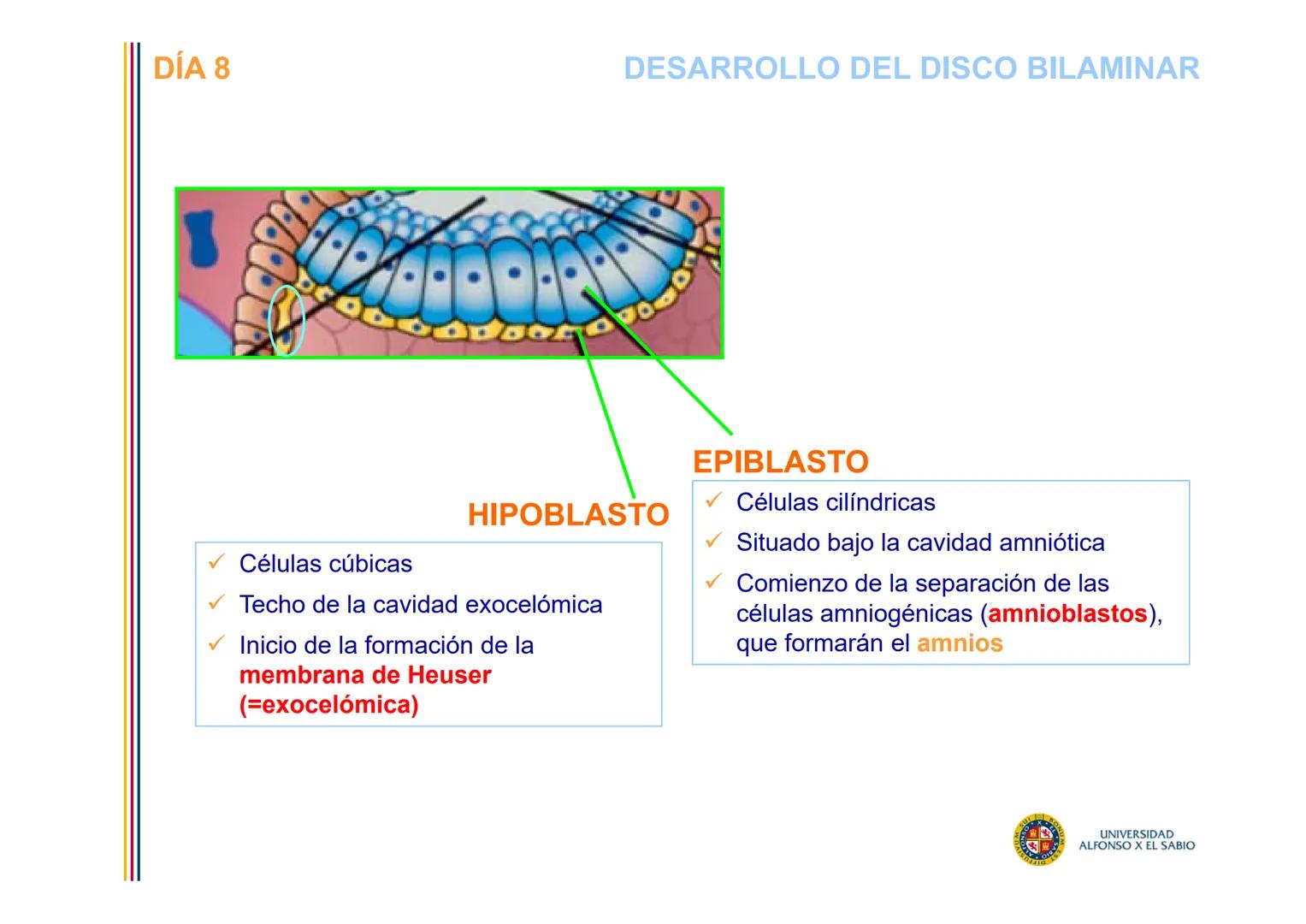 EMBRIOLOGÍA
TEMA 4
SEGUNDA SEMANA DEL DESARROLLO
FORMACIÓN DEL DISCO
BILAMINAR
PROF. DRA. M. ENCARNACIÓN FERNÁNDEZ CONTRERAS
PROF. DRA