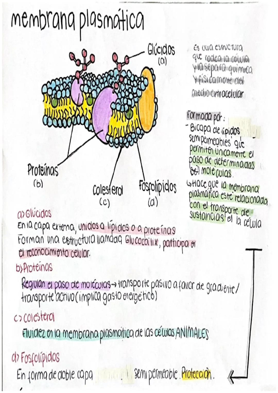 MEMBRANA PLASMÁTICA